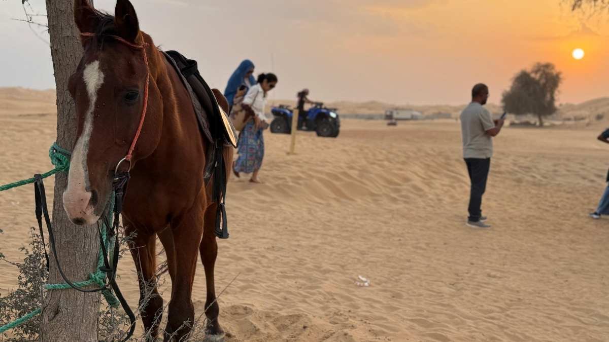 evening Regular desert safari